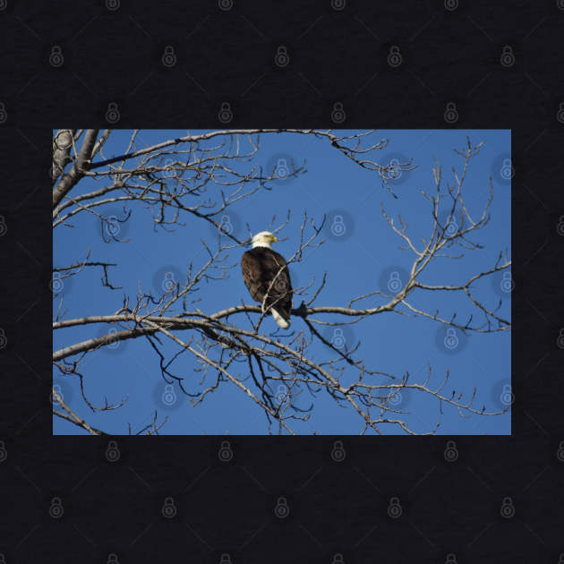 Bald Eagle by MarieDarcy